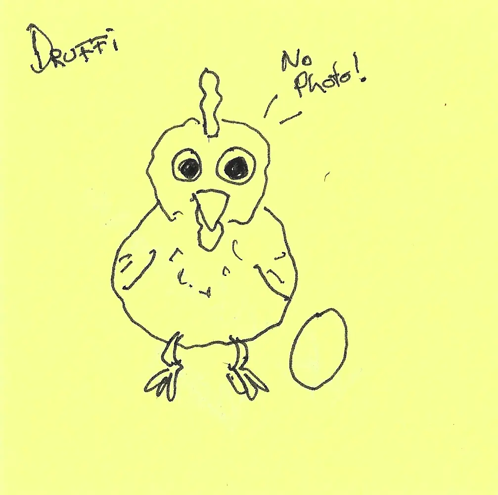 Druffi